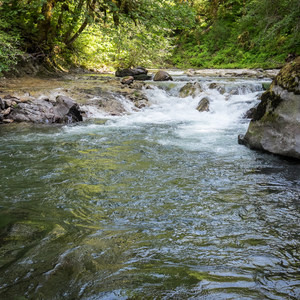 Fernview Swimming Holes