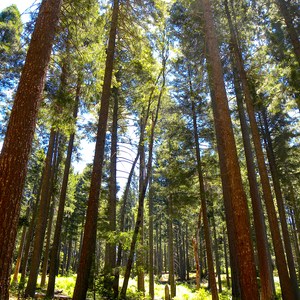 University Falls Trail