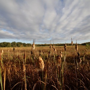 Fern Ridge Wildlife Area, East Coyote Unit