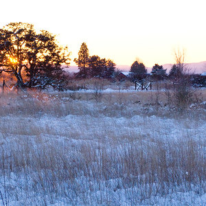 Fern Ridge Wildlife Area, Royal Amazon Unit