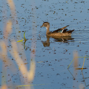 William L. Finley National Wildlife Refuge
