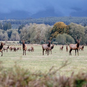 Jewell Meadows Wildlife Area