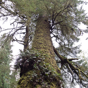Giant Spruce Trail