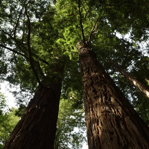 Gualala Point Campground