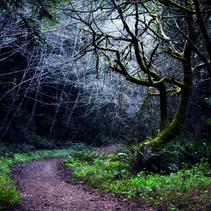 Purisima Creek Trail