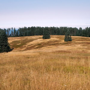 Marys Peak via North Ridge Trail