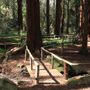 Stern Grove + Pine Lake Park