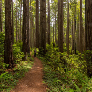 Redwood National + State Parks