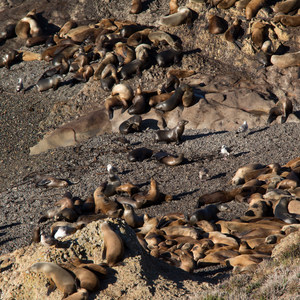 Sea Lion Point + Sand Hill Trails