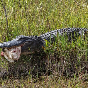 Shark Valley Visitor Center