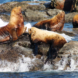 San Juan Island: Cattle Point Sea Kayaking