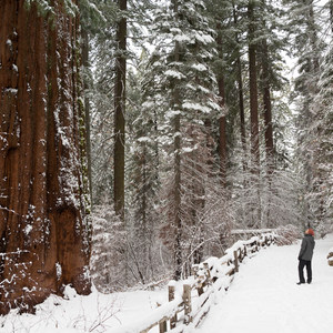 Tuolumne Grove Snowshoe
