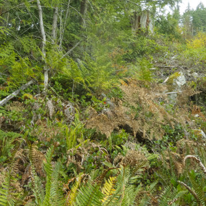 Cabin Fever + Millipede Mountain Bike Trails