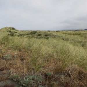 Tolowa Dunes State Park