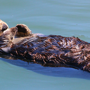 Morro Bay Sea Otter Viewing