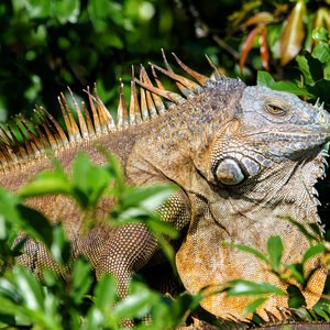 Caño Negro Wildlife Refuge