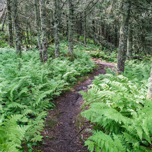 Mount Starr King + Mount Waumbek