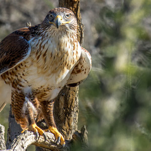 Gilbert Ray Campground