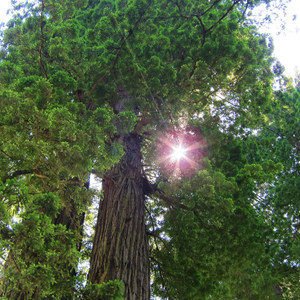 Simpson Reed Grove + Peterson Memorial Trail