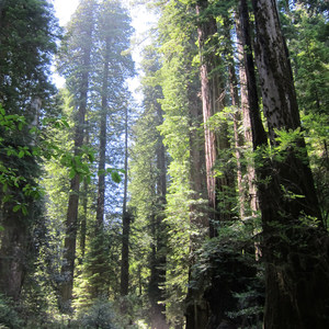 Jedediah Smith Redwoods State Park