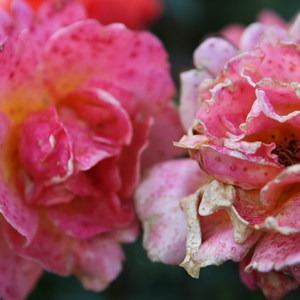 International Rose Test Garden