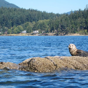 Obstruction Island Sea Kayaking