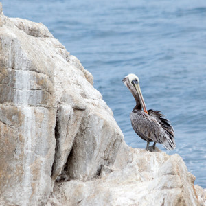 North Shore Trail + Whaler's Knoll