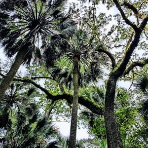 Cathedral of Palms Trail