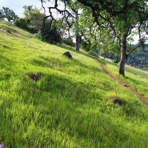 Upper Bidwell Park