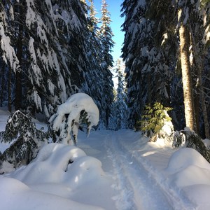 White River Hut Cross-Country Ski