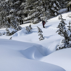 Tahoe Meadows: Ophir Creek
