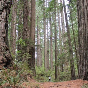 Damnation Creek Trail