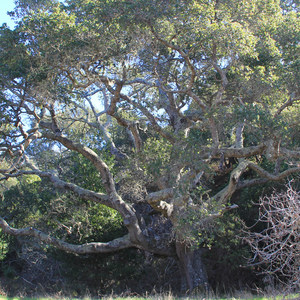 Headlands to Creamery Meadow Loop