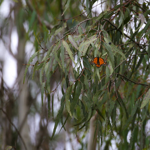 Ellwood Butterfly Grove