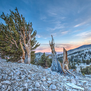 Ancient Bristlecone Pine Forest