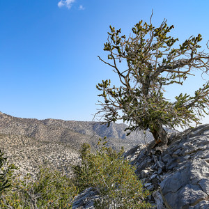 Methuselah Trail