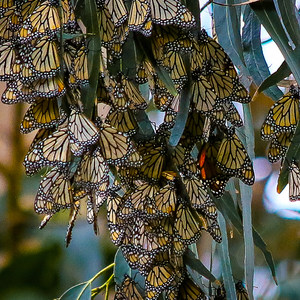 Monarch Butterfly Sanctuary