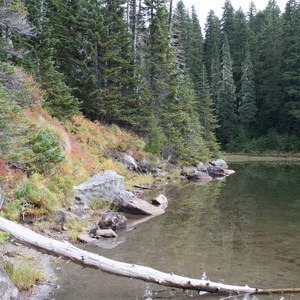 Fall Color in Indian Heaven Wilderness, WA