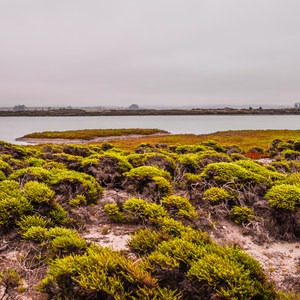 Moss Landing State Beach