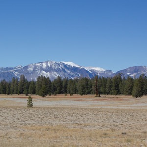 Jeffrey Pine Forest