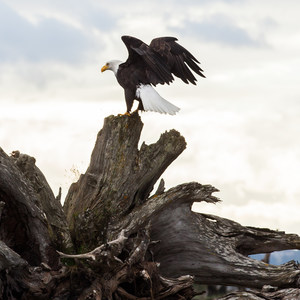 Jetty Island Sea Kayaking