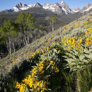 Alpine Way Trail, Fishhook Creek to Iron Creek
