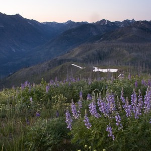 Picket Mountain Trail