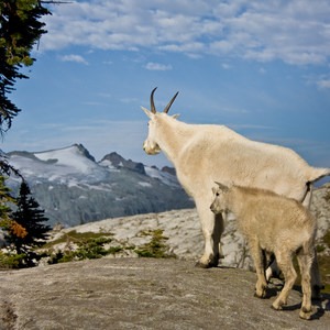 Five Reasons Wildlife Appreciate National Forests