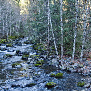 McKenzie River Trail