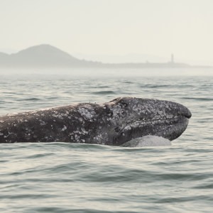 Gray Whales: Close Encounters