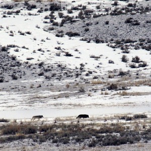 Wolf Tracking in Yellowstone National Park