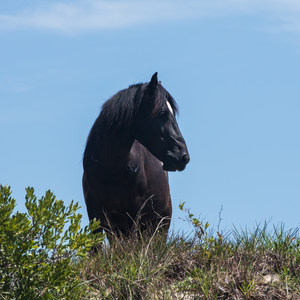 Wild Horses of Corolla