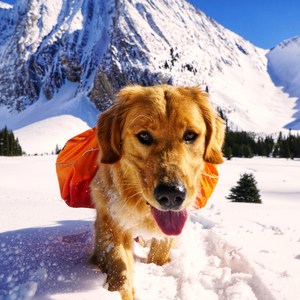 The Northern Rockies' Best Fur-Friendly Lodges