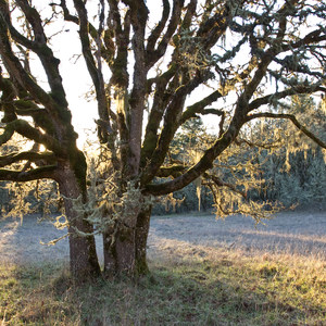 Mount Pisgah Arboretum Hike